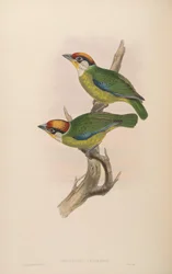 Megalaima Franklinii
